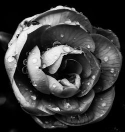 Close-up of rose blooming against black background