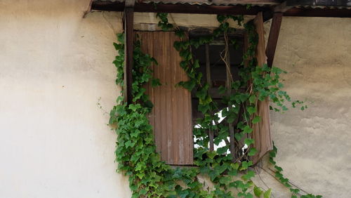 Creeper plant growing on wall