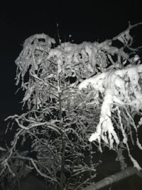 Close-up of frozen tree against sky