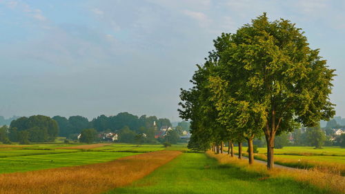 Scenic view of agricultural field against sky