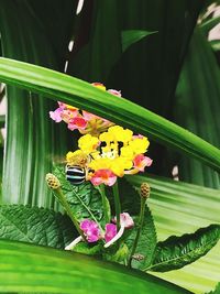 Close-up of flowers