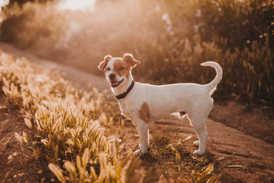 Side view of dog standing on field