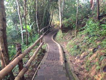 Railroad track amidst trees in forest