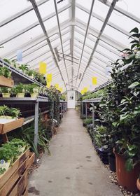 Narrow walkway along plants