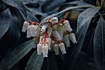 Close-up of white flowering plant hanging