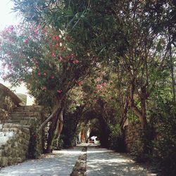 View of footpath along trees