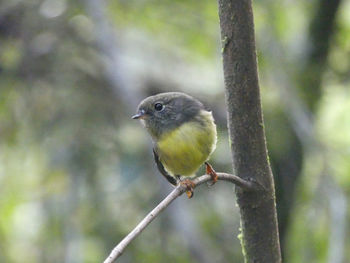 Close-up of bird perching on tree