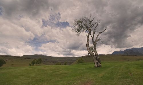 Bare tree on field against sky