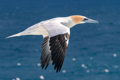 Northern gannet flies above blue waters of north atlantic ocean. morus bassanus flies through arctic