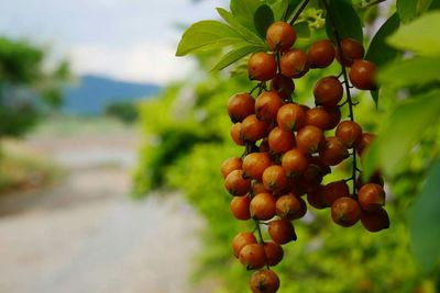 Close-up of fruits hanging on tree