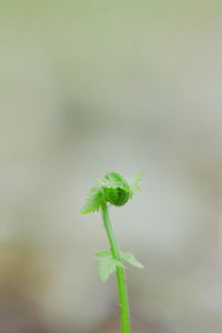 Close-up of small plant against white wall