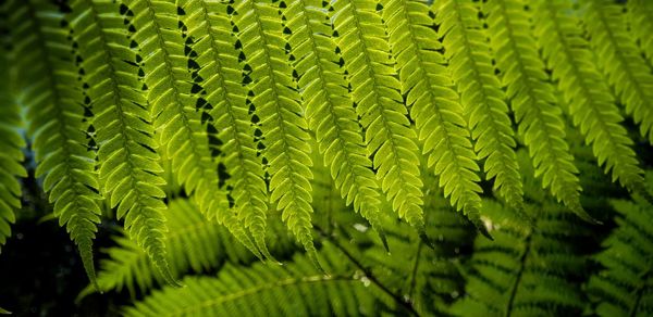 Full frame shot of green leaves