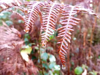 Close-up of plant during winter