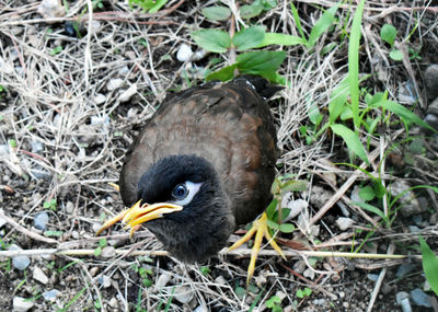 Close-up of a bird on field