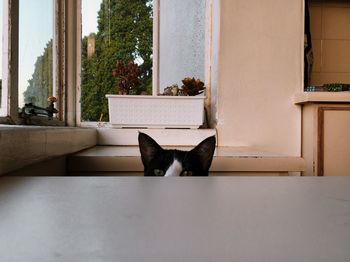 Cat sitting on floor