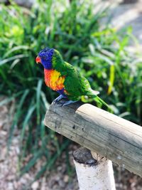 Close-up of rainbow lorikeet perching on wooden post