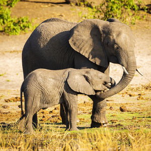 Elephants drinking water