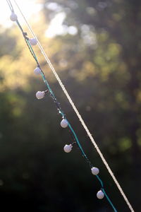 Close-up of water drops on twig