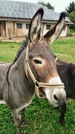 Close-up of horse on field