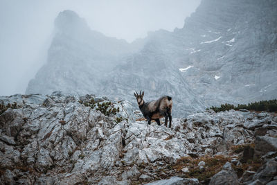 Chamois  standing on rock against mountains