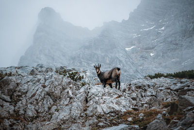 Horse standing on rock in snow