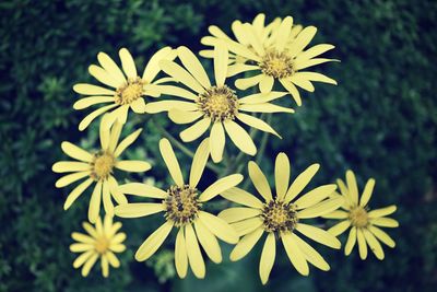 Close-up of flowers