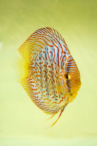 Discus fish in aquarium show. symphysodon discus. checkerboard pigeon, snakeskin, red turquoise