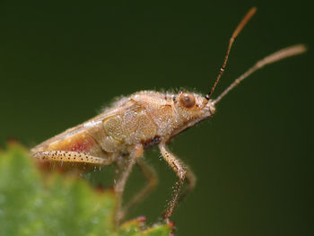 Close-up of insect on leaf