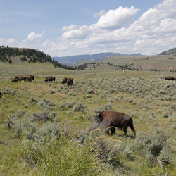 Yellowstone, united states