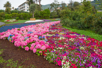 Pink flowering plants in garden