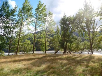 Trees on field in forest against sky