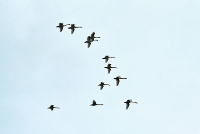 Flock of birds, swans flying high in blue sky. flight in v-formation. freedom, speed, teamwork