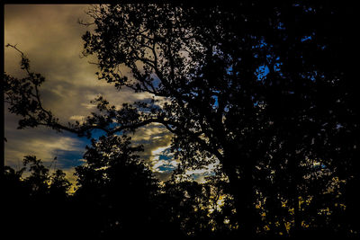 Low angle view of silhouette trees against sky