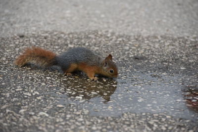 Close-up of squirrel on the road