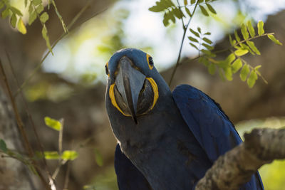 Close-up of hyacinth macaw on tree