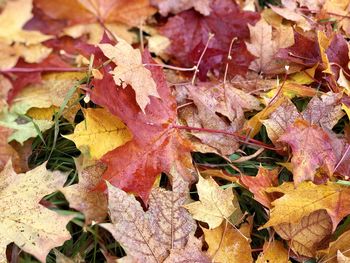 Close-up of maple leaves