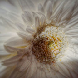 Close-up of white flower