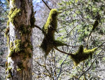 Low angle view of moss growing on tree trunk
