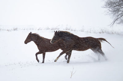 Horse standing on snow covered land