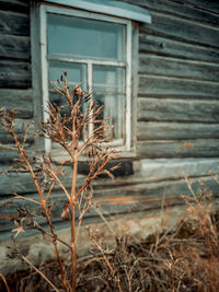 Close-up of plant on field against building