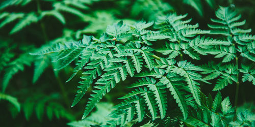 Plants growing in park