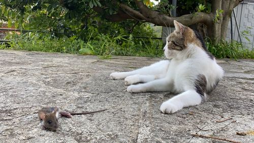 Cat watching his hainted dormouse 