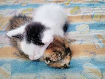 Cat sleeping on tiled floor