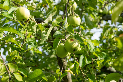 Close-up of bananas growing on tree