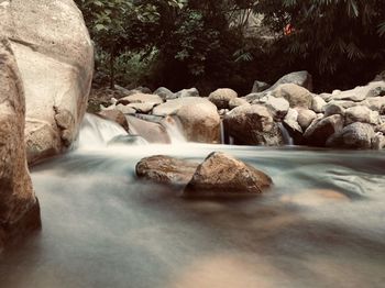 Scenic view of waterfall in forest