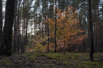 Trees growing in forest during autumn