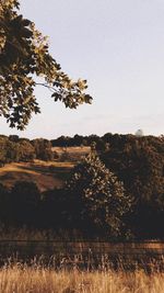 Tree on field against clear sky