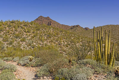 Plants growing on desert land against clear blue sky