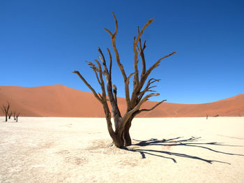 Bare tree on desert landscape against clear sky