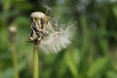 Close-up of wilted dandelion